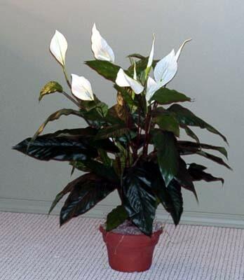 Jane Watson review photo