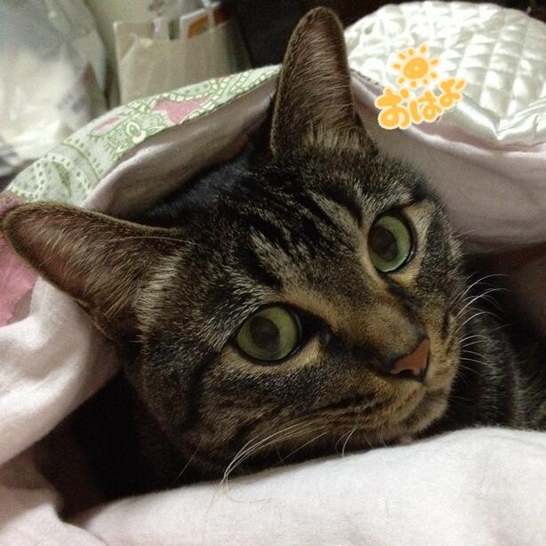 SILCAT シルキャット 猫用サプリ