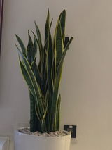 Customer photo of Giant Snake Plant - Tall Pot