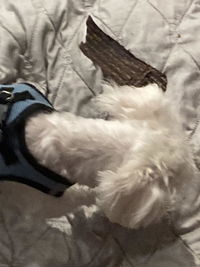 Beef Jerky for Dogs