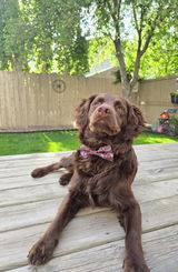 Dutch's mama review photo