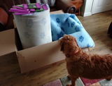 Talking Tails Dog T. review photo