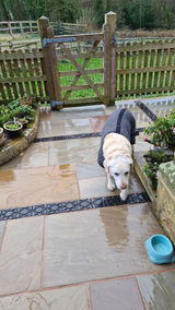 Rosemary with rescue old boy Bo review photo