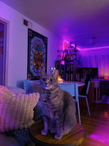 Alexa review photo