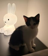 Lena review photo