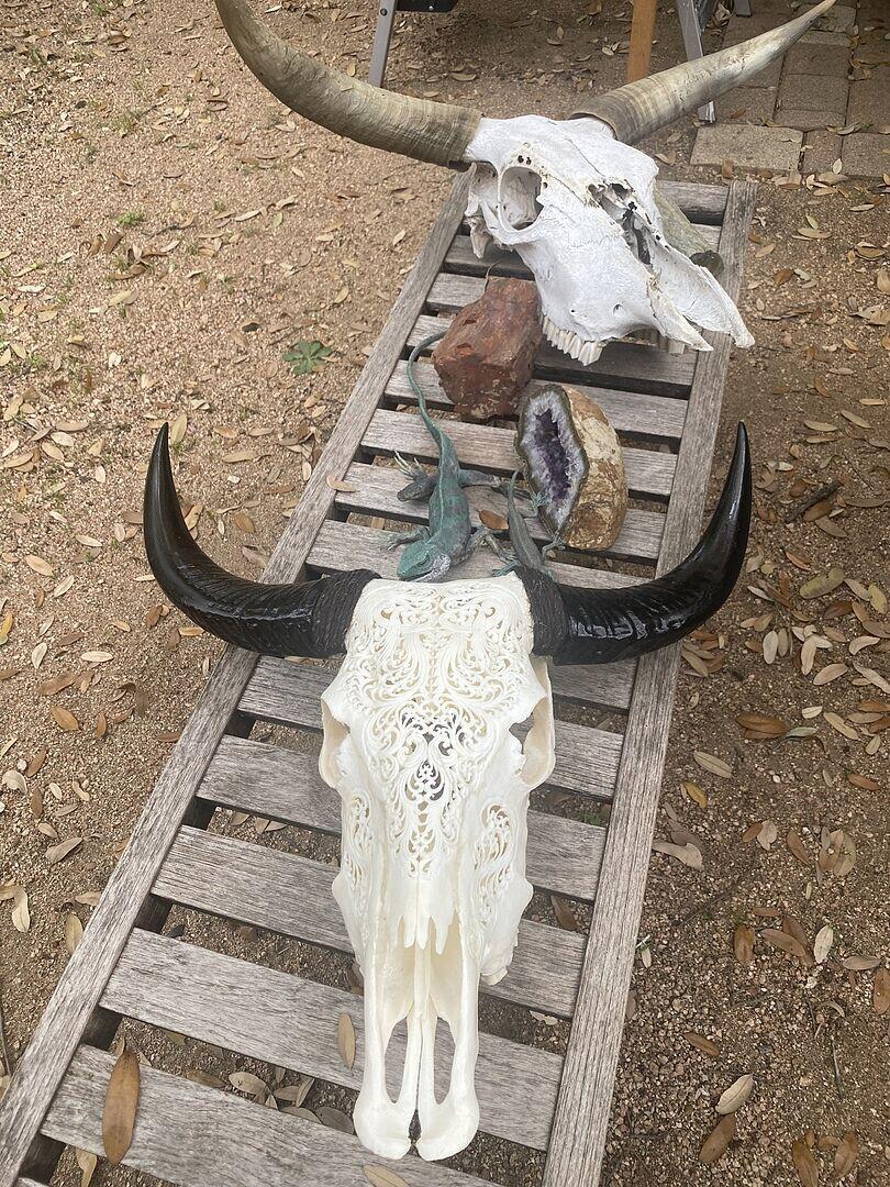 Hand Carved Cow Skull - Antique Titan – Skull Bliss