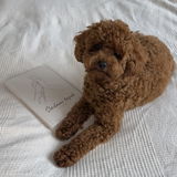 @benni_toypoodle review photo