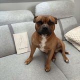 @staffiksalsa review photo
