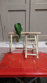 Ammar review photo