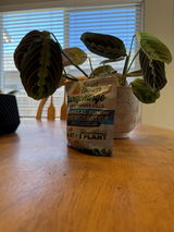 Jazzyplantsss review photo