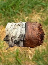 Daily Driver Cigars review photo