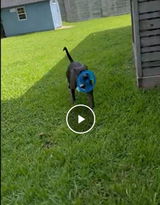 Tuna’s favorite toy!! review photo