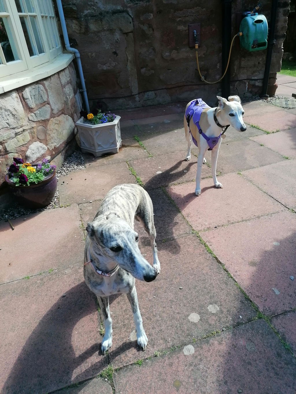 Sighthound Harness | Whippets, Greyhounds & Lurchers | Escape Proof