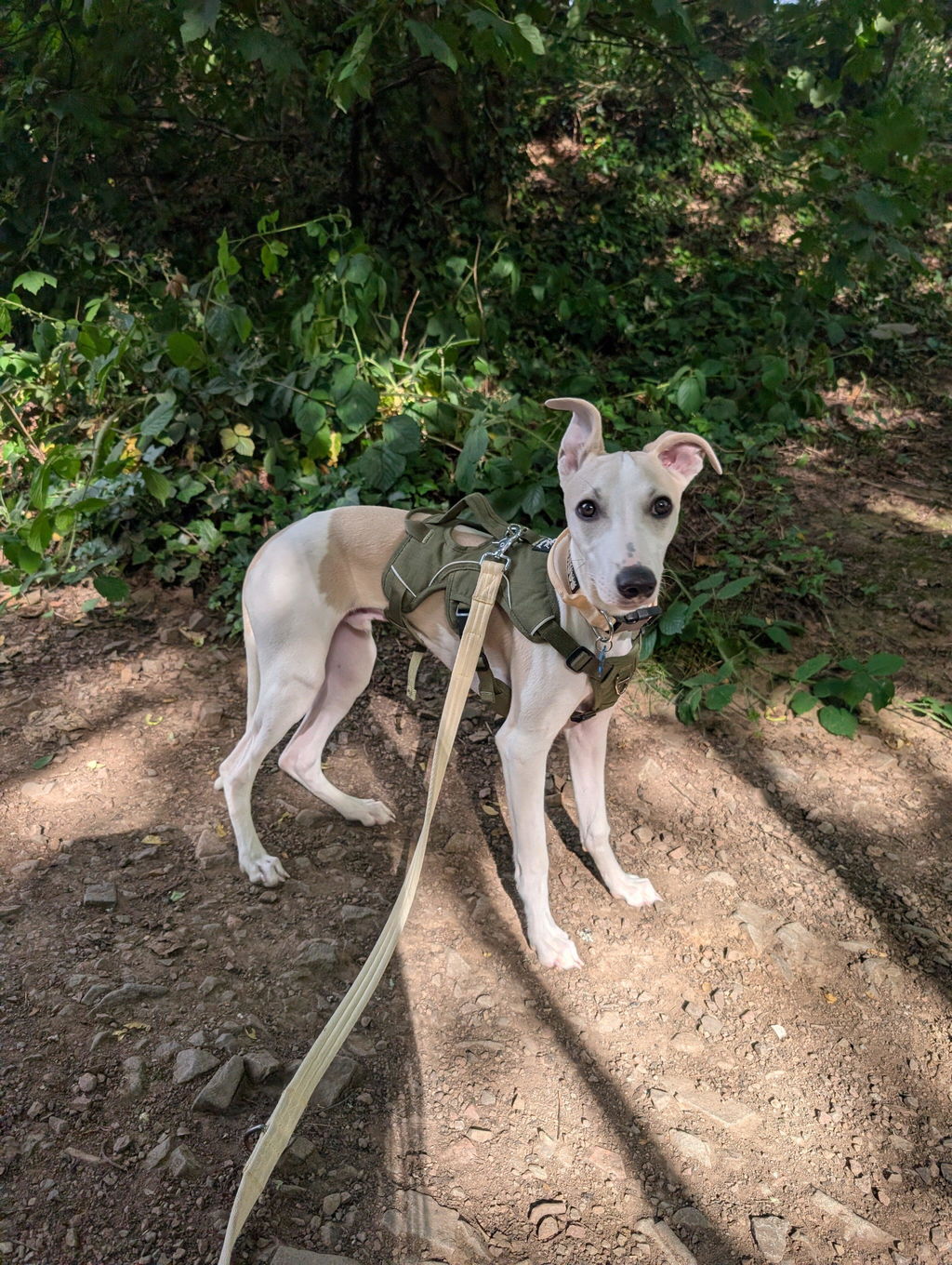 Sighthound Harness | Whippets, Greyhounds & Lurchers | Escape Proof