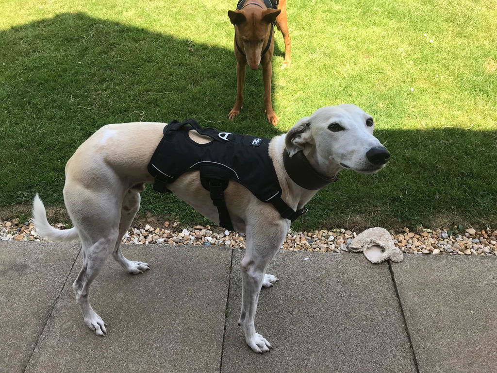 Sighthound Harness | Whippets, Greyhounds & Lurchers | Escape Proof