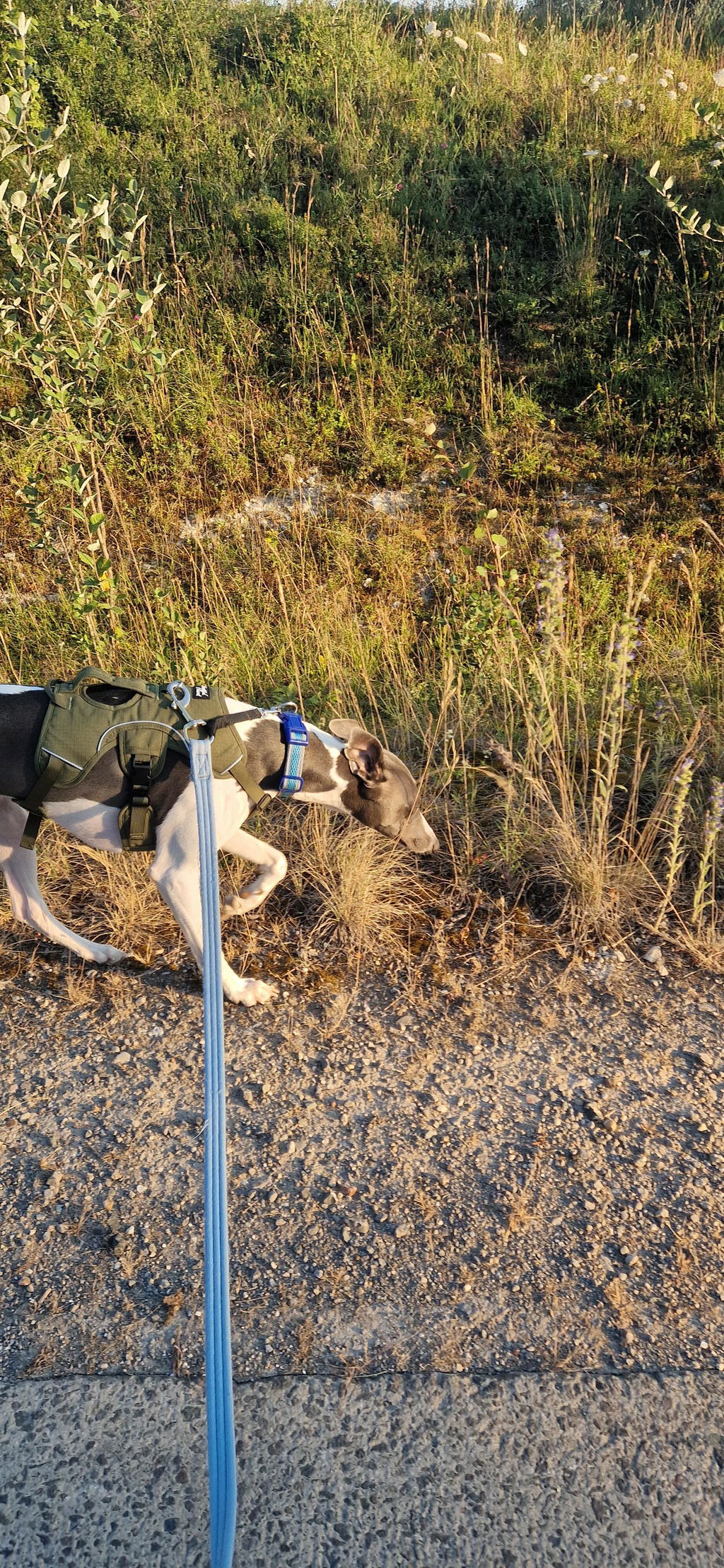Sighthound Harness | Whippets, Greyhounds & Lurchers | Escape Proof