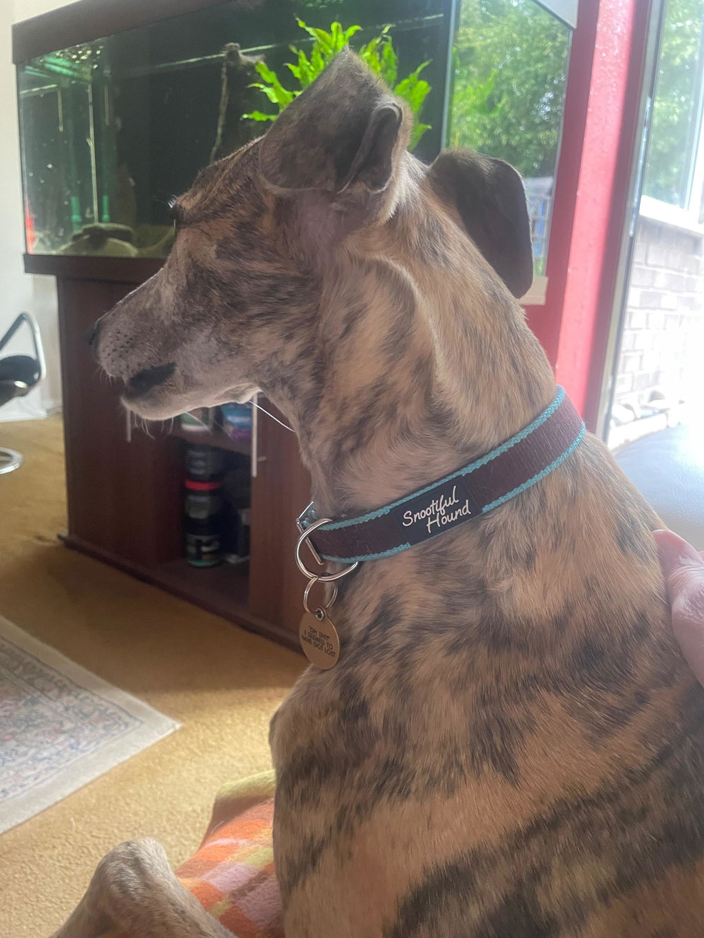 House Collar For Greyhounds & Whippets - Buckleless, Organic Bamboo & Soft Velvet Lining