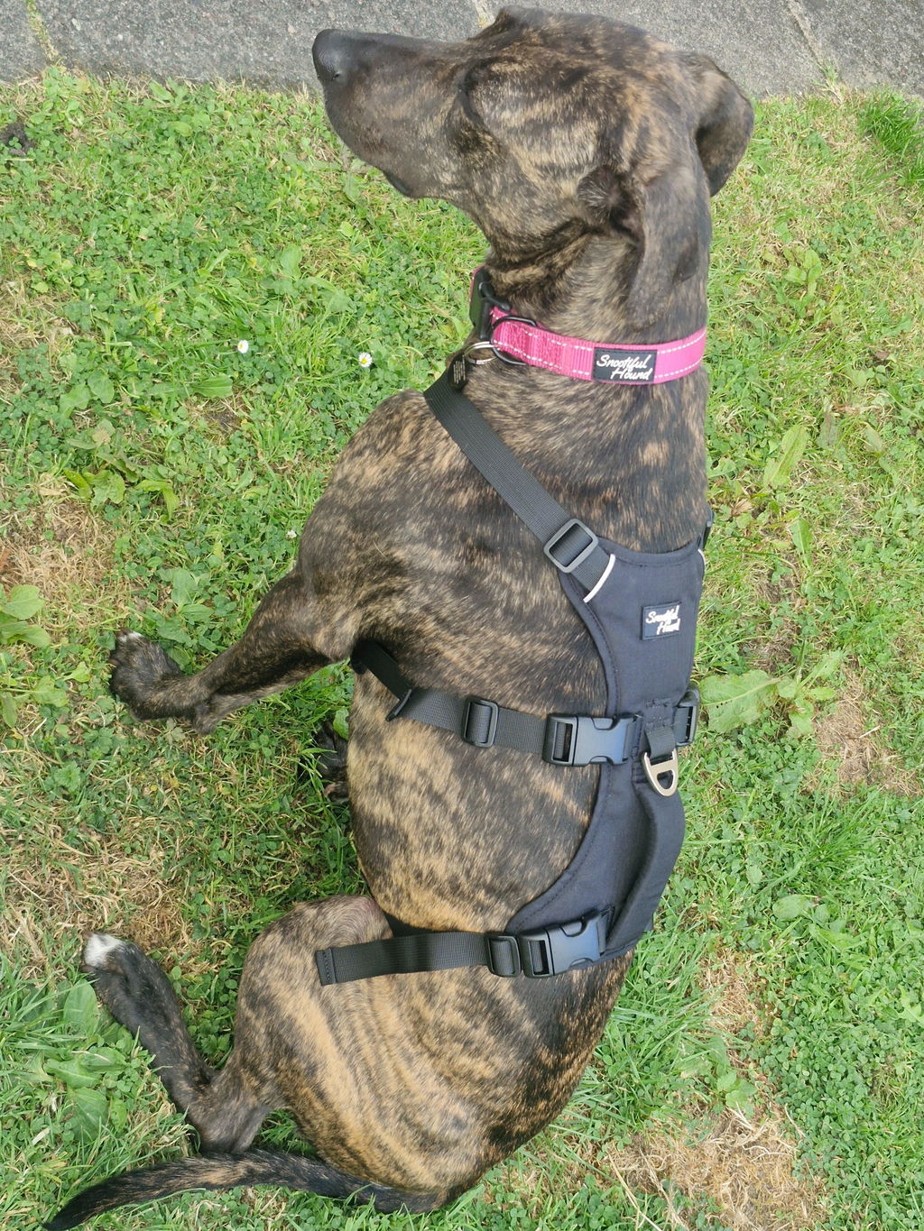 Lightweight Summer Harness for Sighthounds | Breathable, Comfortable & Escape Proof