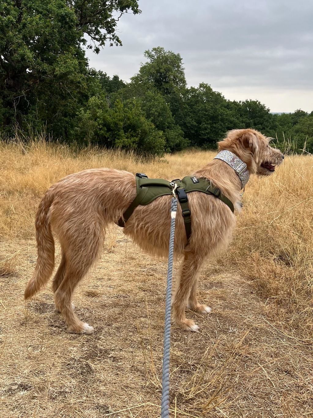 Lightweight Summer Harness for Sighthounds | Breathable, Comfortable & Escape Proof