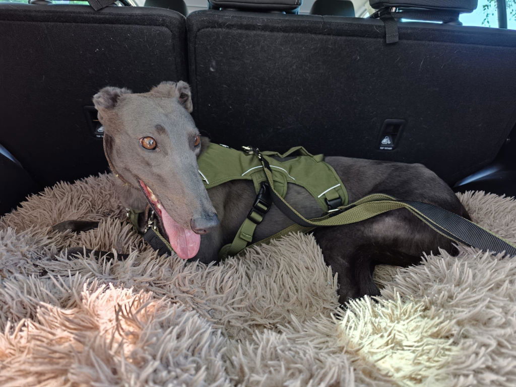 Snootiful Hound