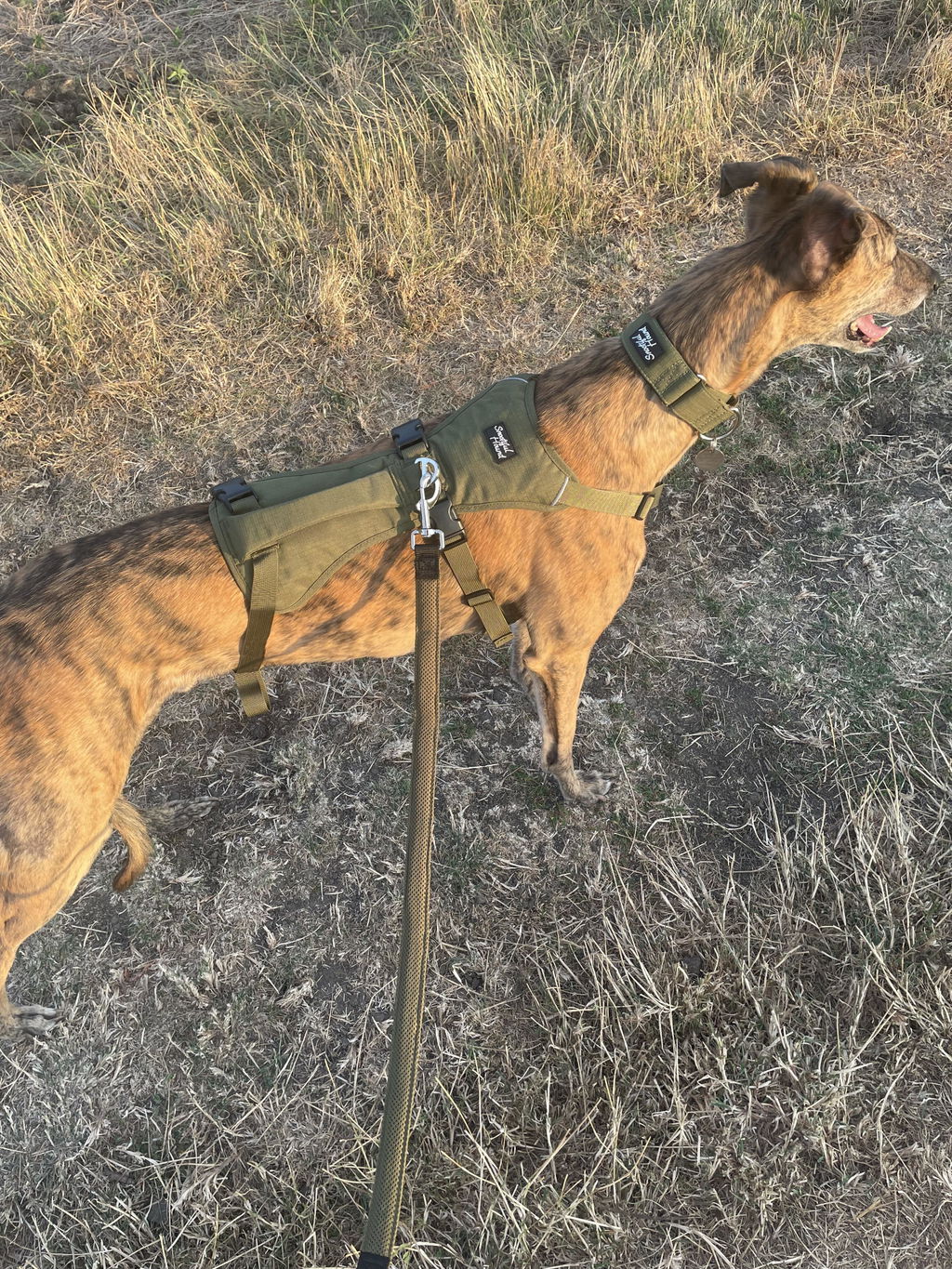 Snootiful Hound