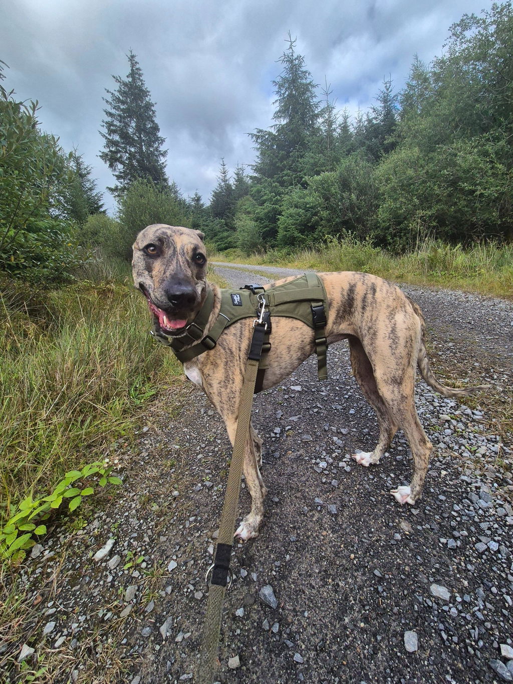 Double Ended Dog Lead - Training Lead With Comfort Mesh Padding