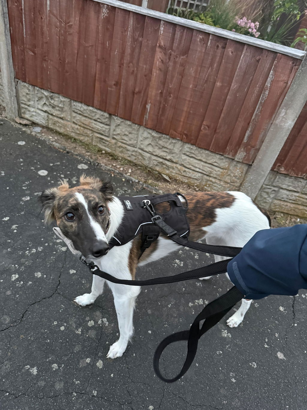 Sighthound Harness | Whippets, Greyhounds & Lurchers | Escape Proof