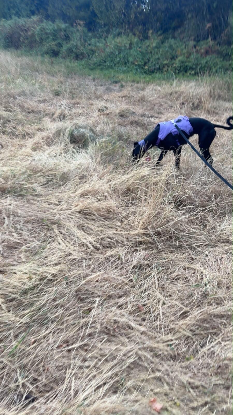 Sighthound Harness | Whippets, Greyhounds & Lurchers | Escape Proof