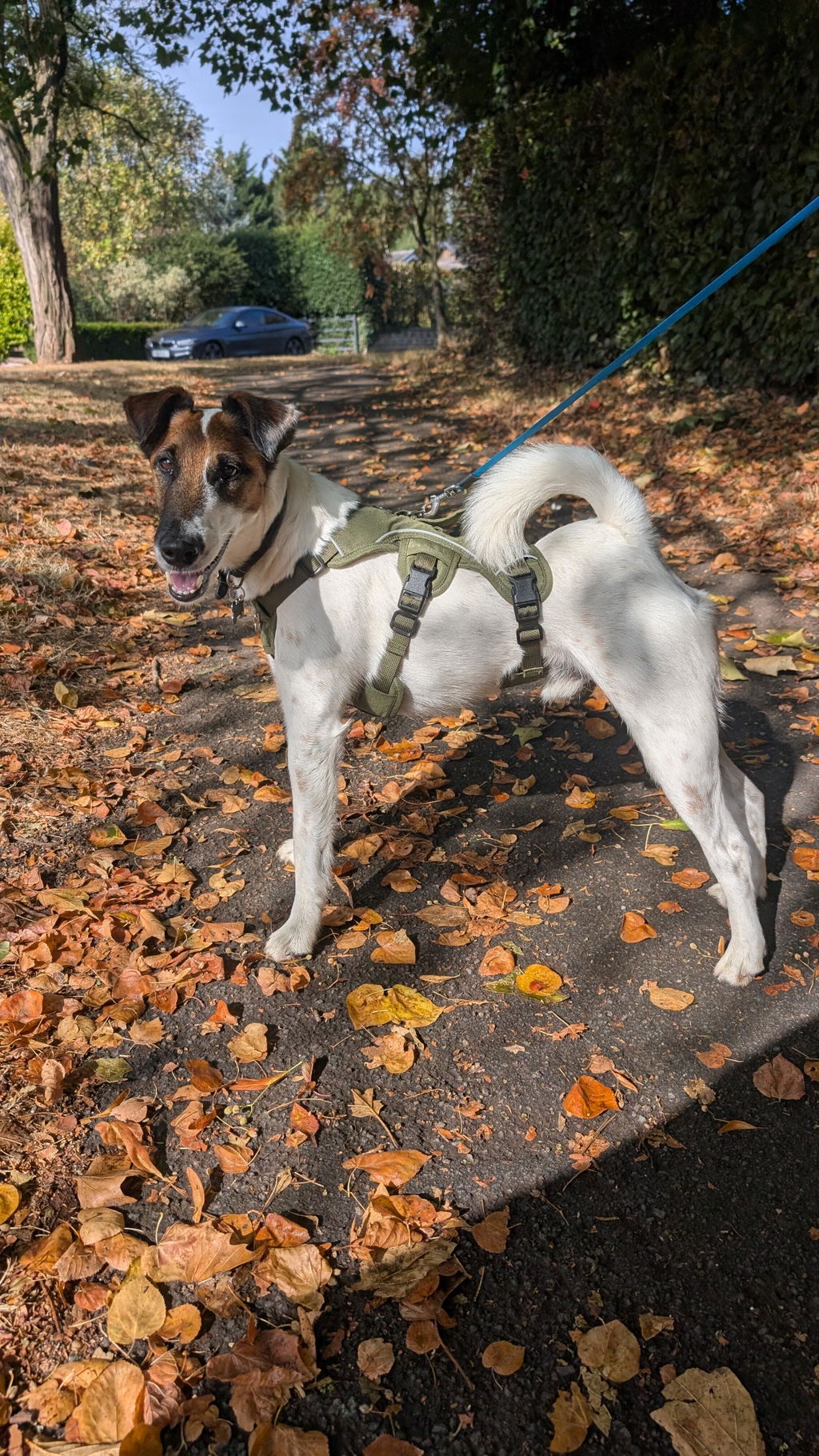 Snootiful Hound