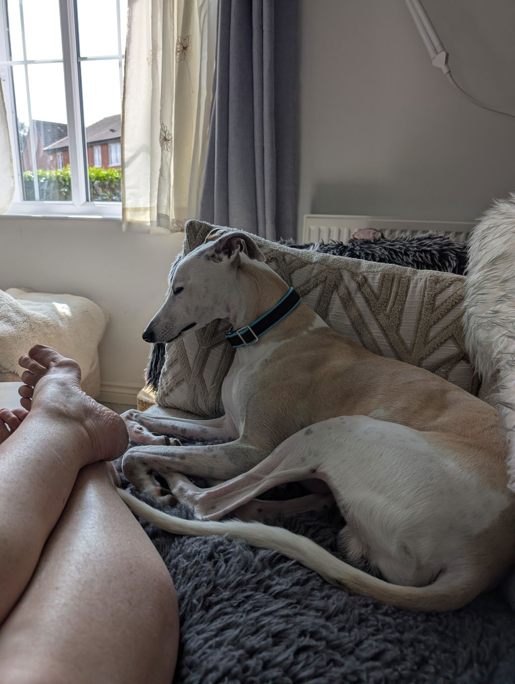 House Collar For Greyhounds & Whippets - Buckleless, Organic Bamboo & Soft Velvet Lining