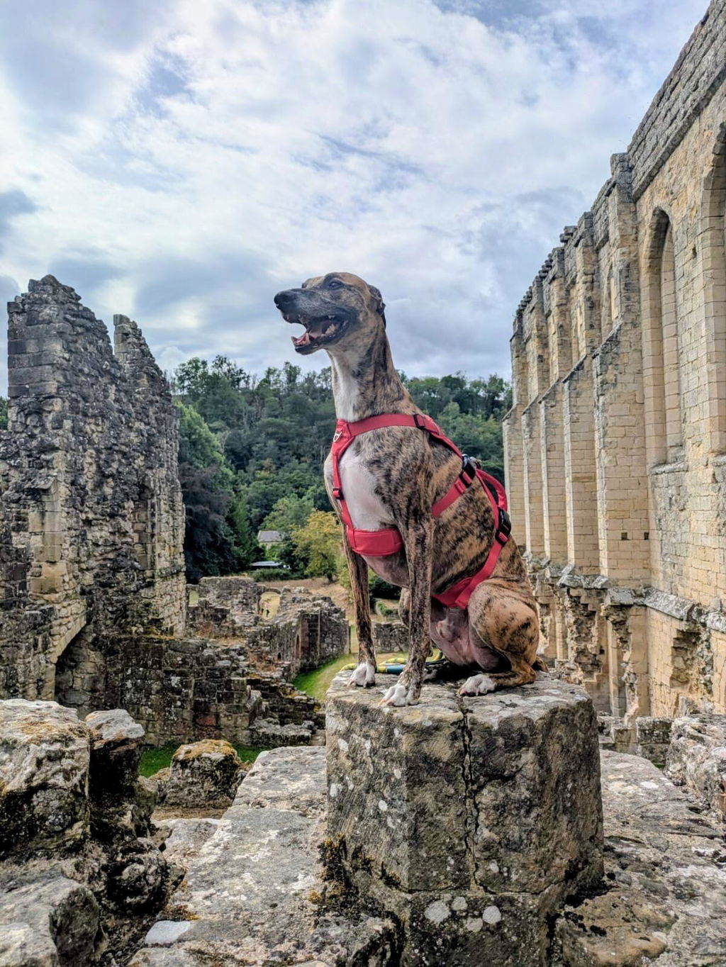 Lightweight Summer Harness for Sighthounds | Breathable, Comfortable & Escape Proof