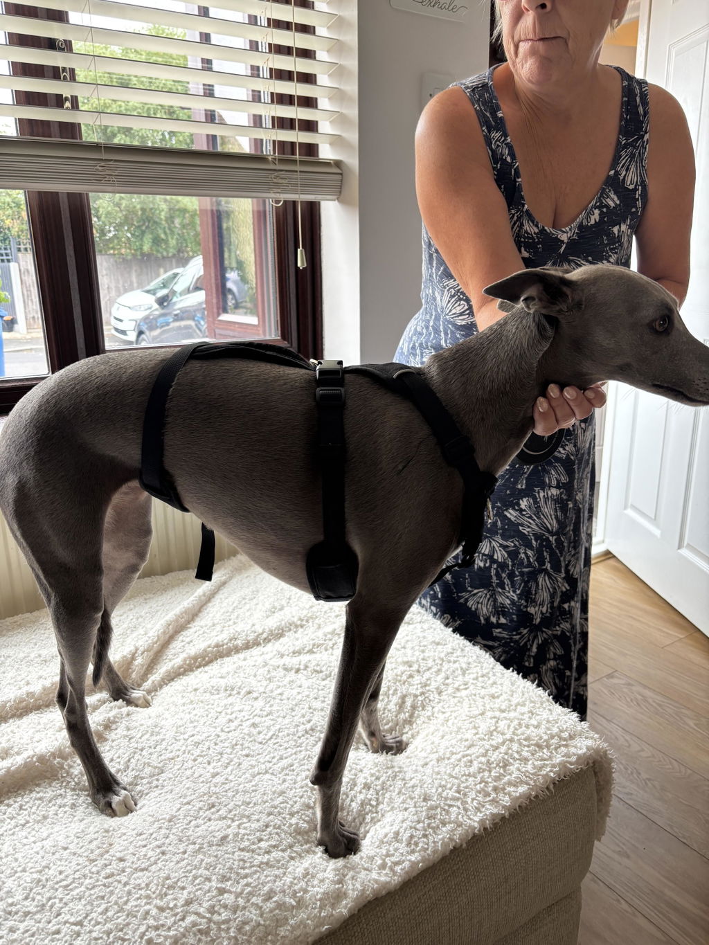 Snootiful Hound