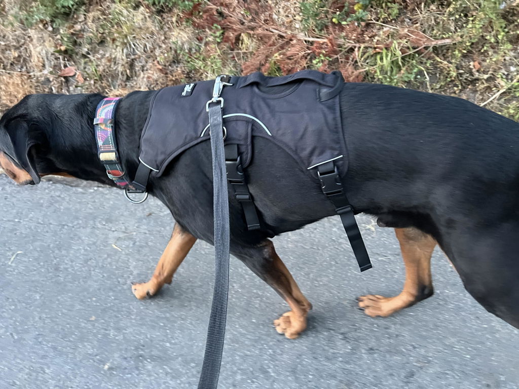Sighthound Harness | Whippets, Greyhounds & Lurchers | Escape Proof