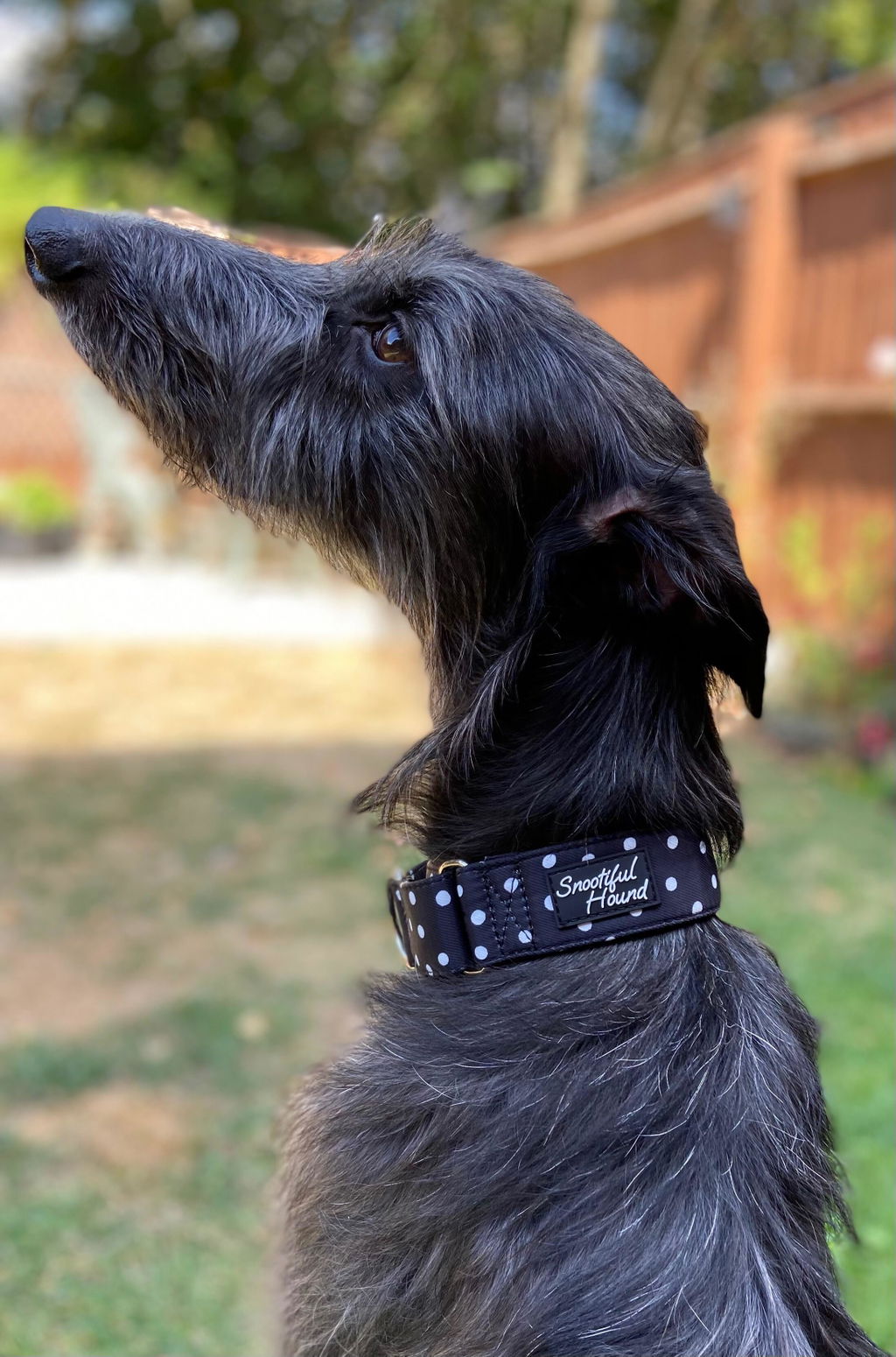 Black & White Polka Dot Martingale Collar for Sighthounds - Padded