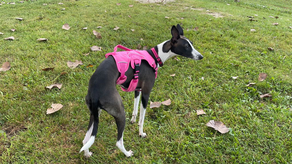 Sighthound Harness | Whippets, Greyhounds & Lurchers | Escape Proof