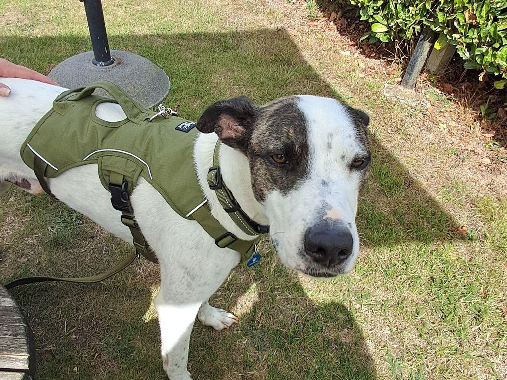 Sighthound Harness | Whippets, Greyhounds & Lurchers | Escape Proof