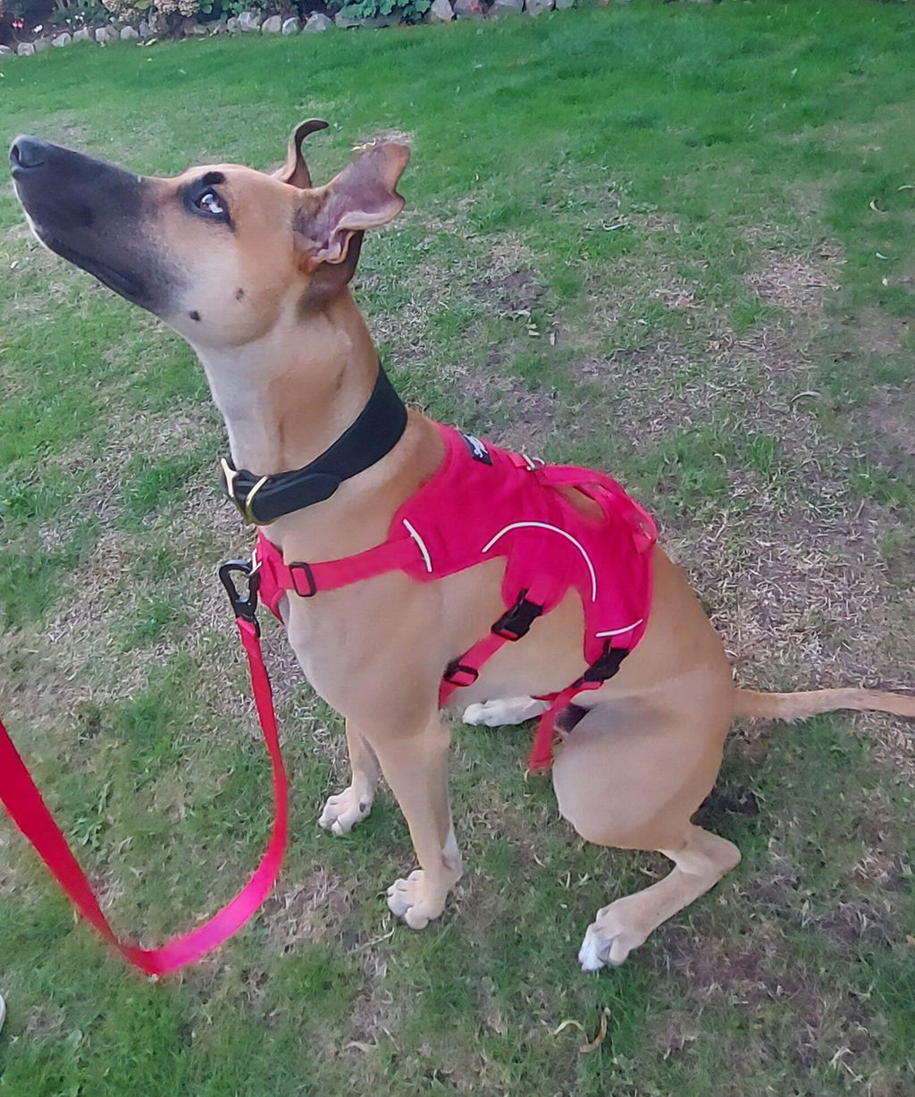 Sighthound Harness | Whippets, Greyhounds & Lurchers | Escape Proof