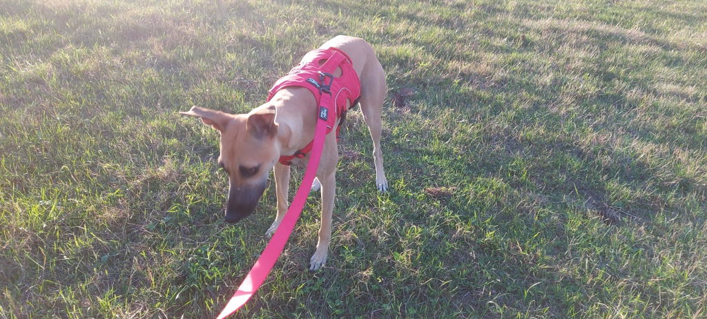 Sighthound Harness | Whippets, Greyhounds & Lurchers | Escape Proof