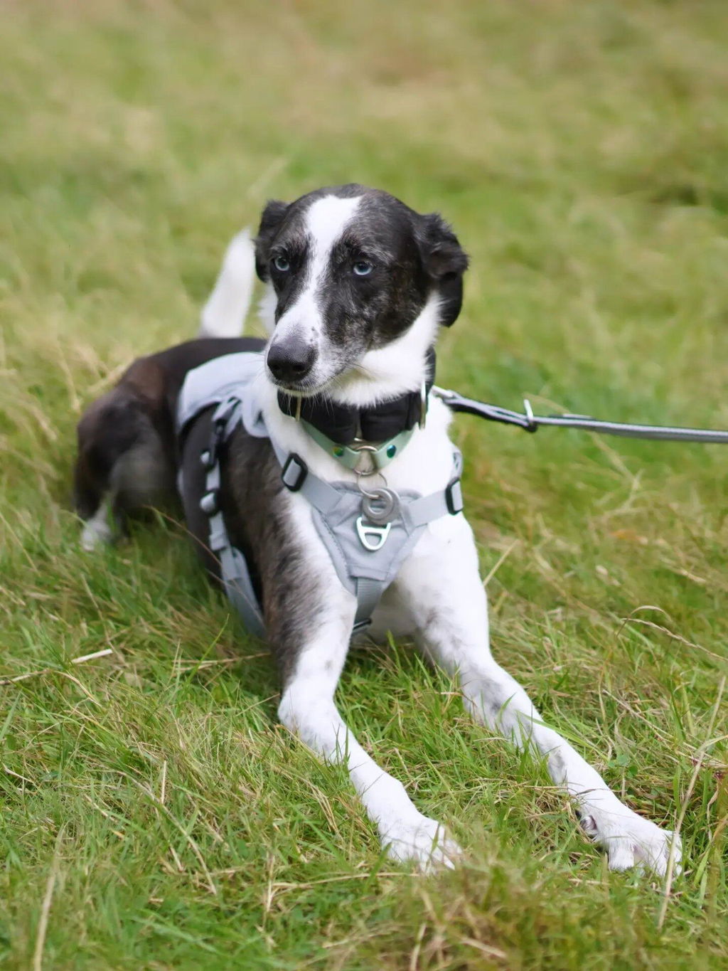 Double Ended Dog Lead - Training Lead With Comfort Mesh Padding