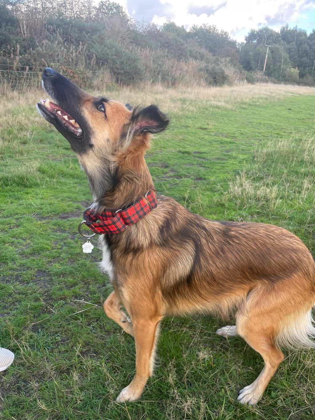 Red Tartan Check Martingale Collar for Sighthounds - Padded