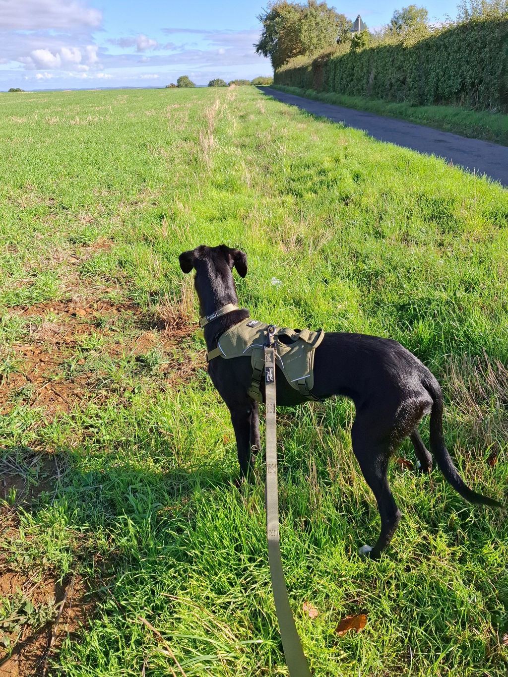 Sighthound Harness | Whippets, Greyhounds & Lurchers | Escape Proof