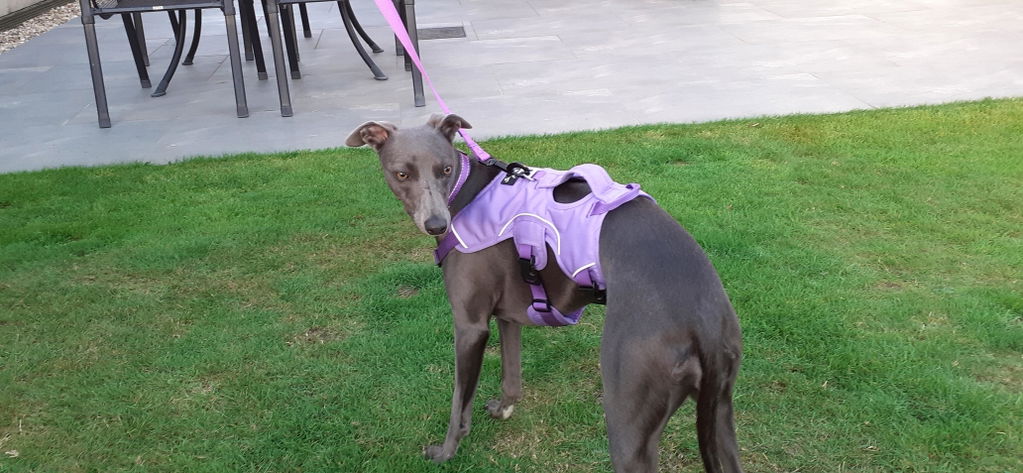 ID Dog Collar - Padded & Reflective- Greyhounds & Whippets