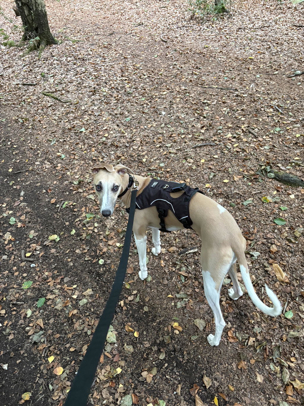 Snootiful Hound