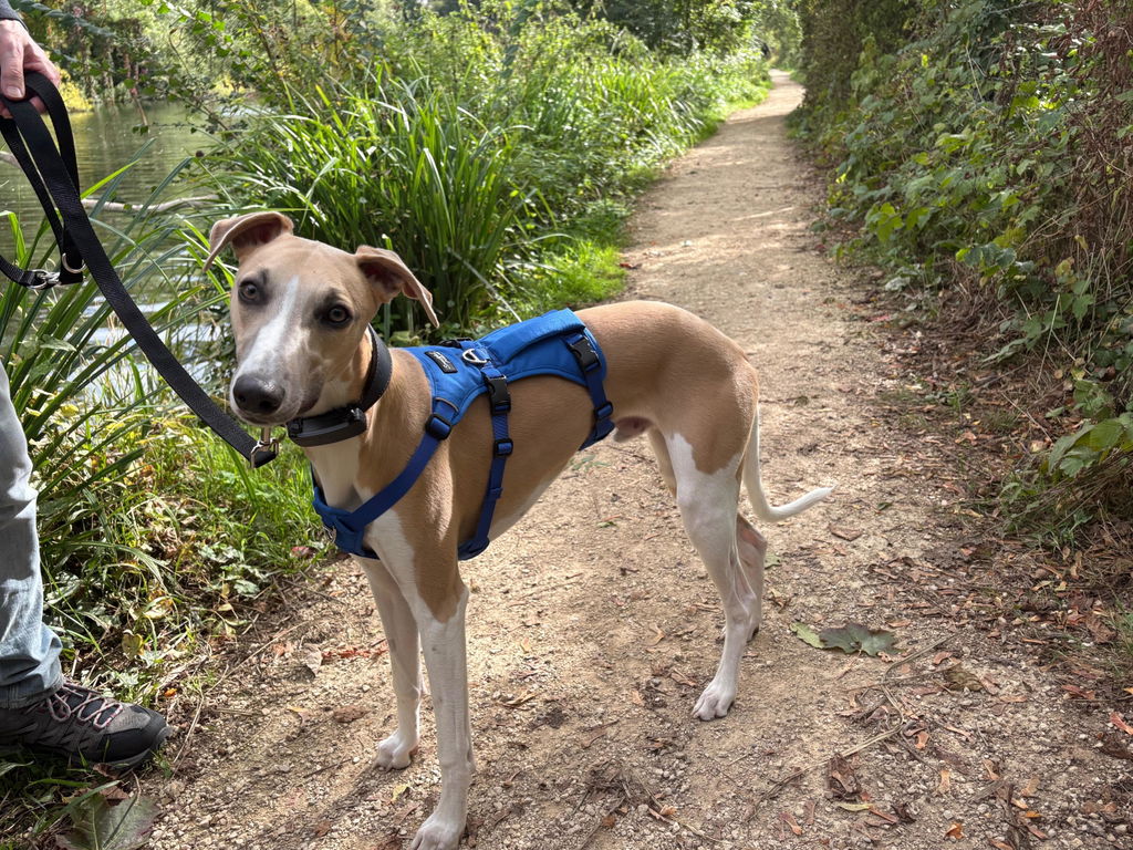 Lightweight Summer Harness for Sighthounds | Breathable, Comfortable & Escape Proof