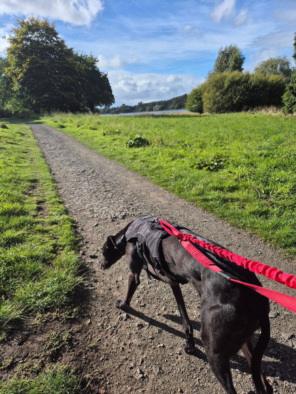 Sighthound Harness | Whippets, Greyhounds & Lurchers | Escape Proof