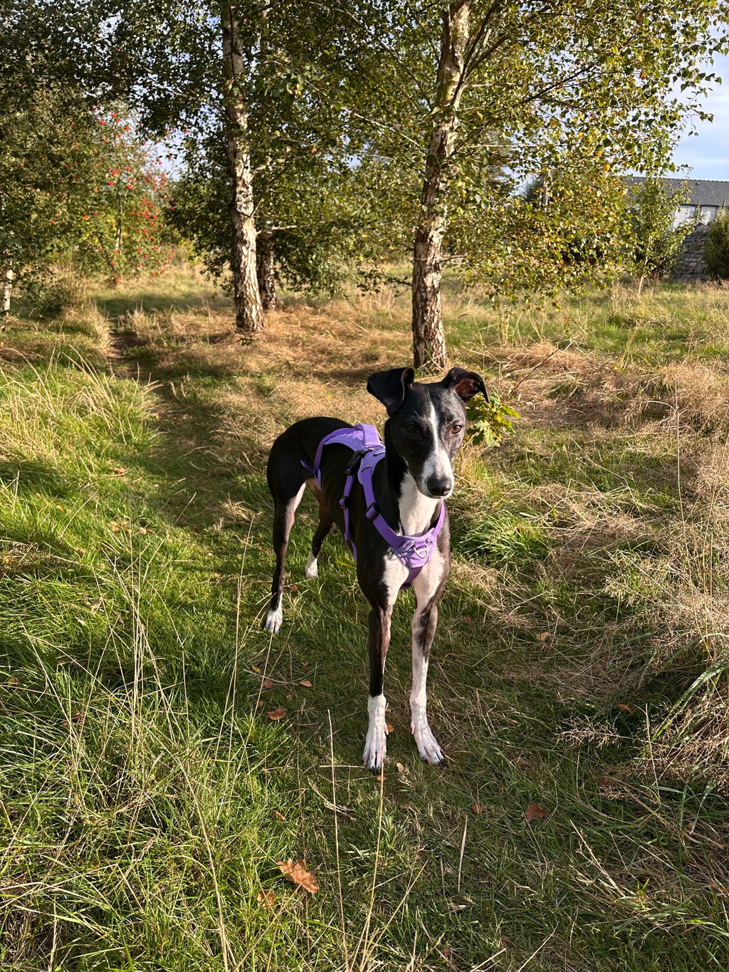 Lightweight Summer Harness for Sighthounds | Breathable, Comfortable & Escape Proof