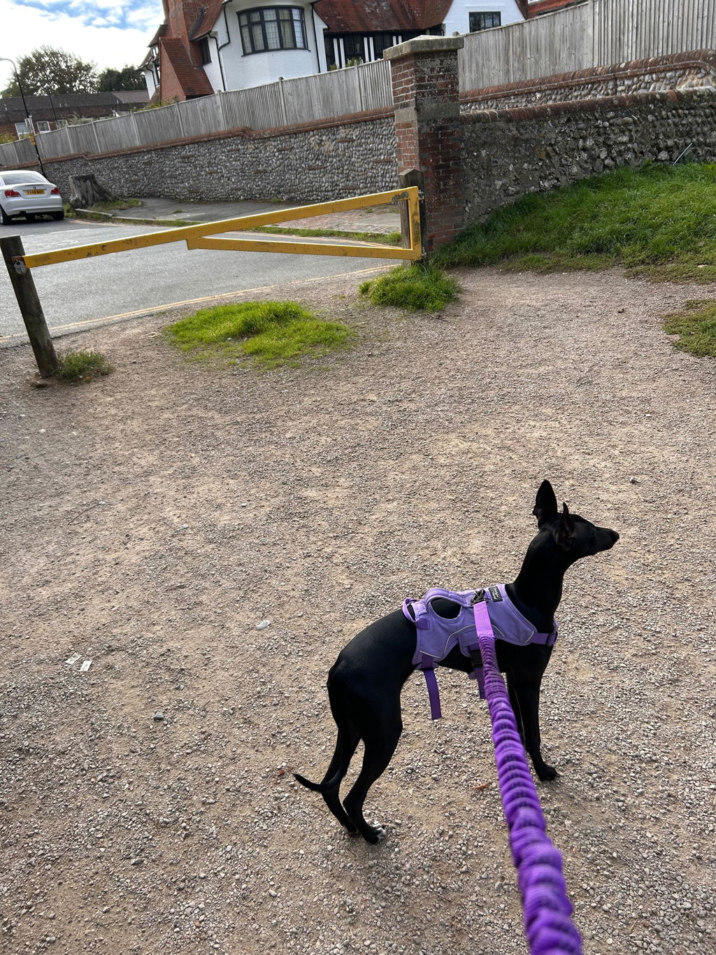 Secure Bungee Dog Lead With Carabiner Locking Clip - Double Handle