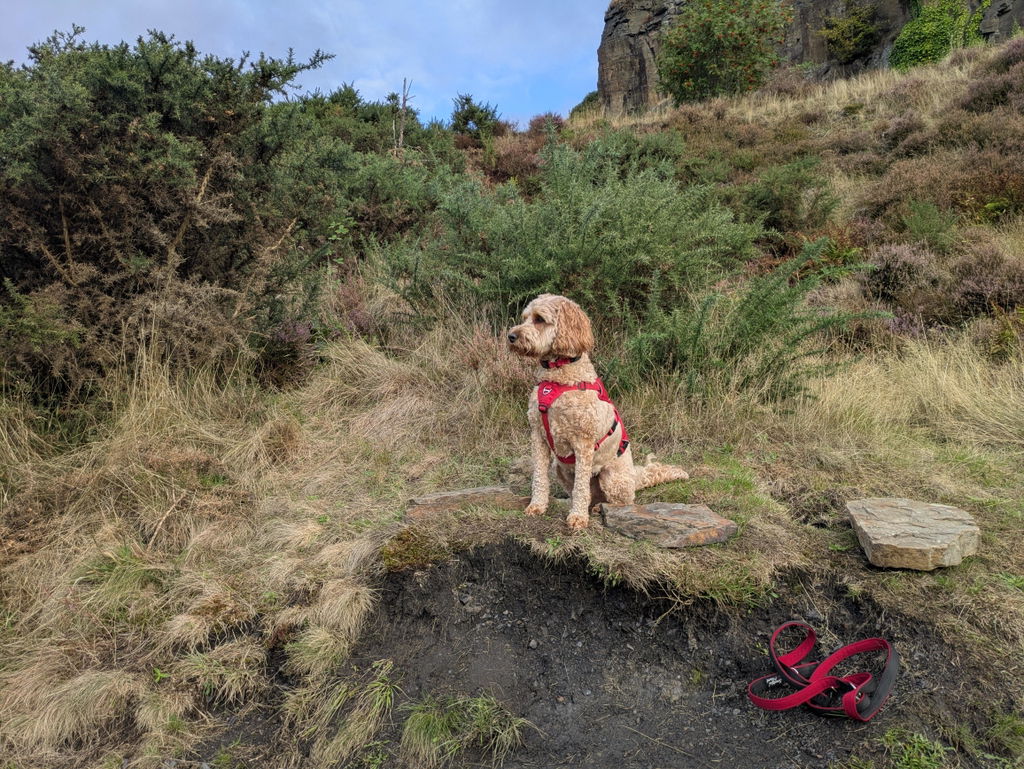 Sighthound Harness | Whippets, Greyhounds & Lurchers | Escape Proof