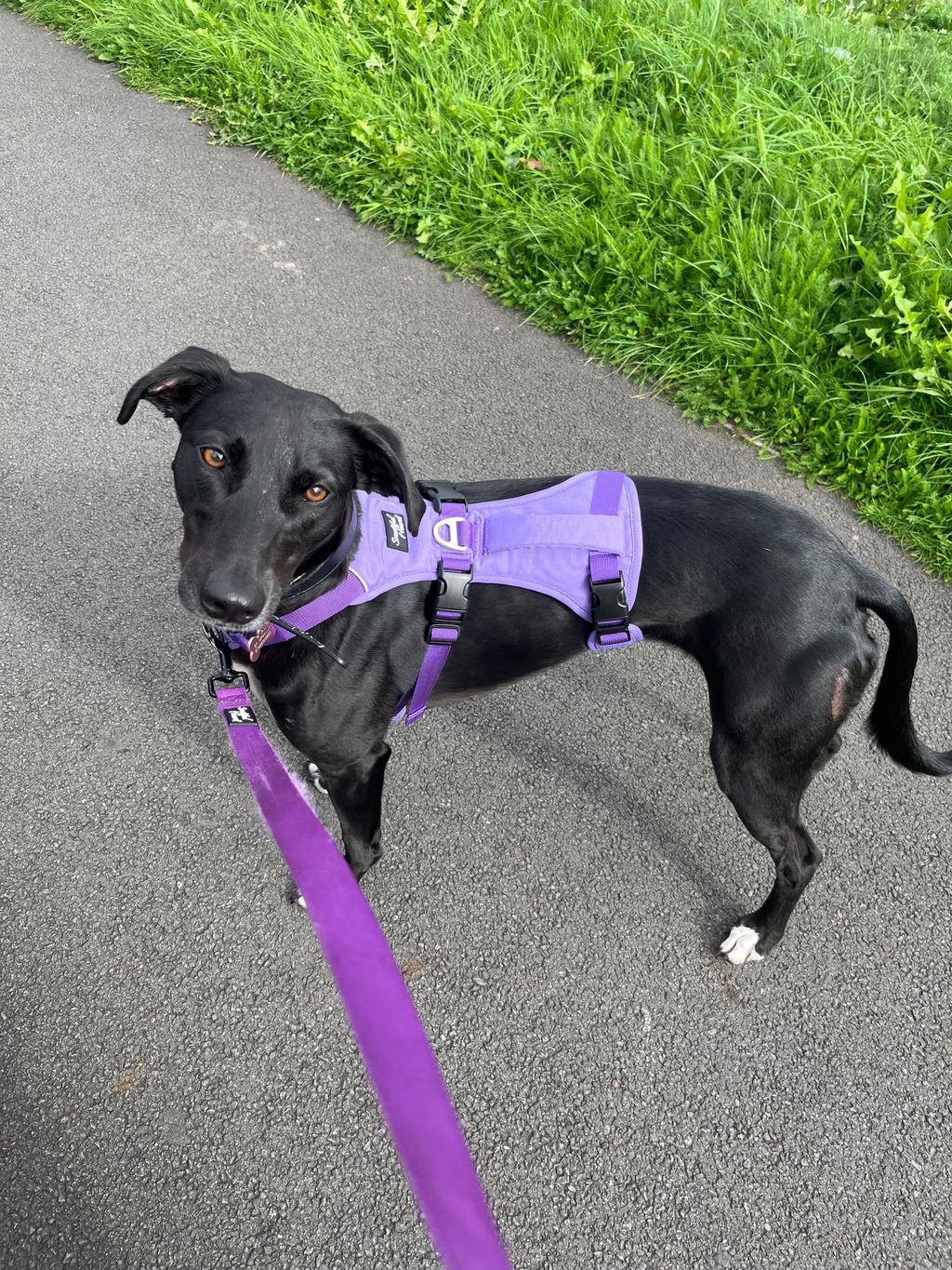 Lightweight Summer Harness for Sighthounds | Breathable, Comfortable & Escape Proof