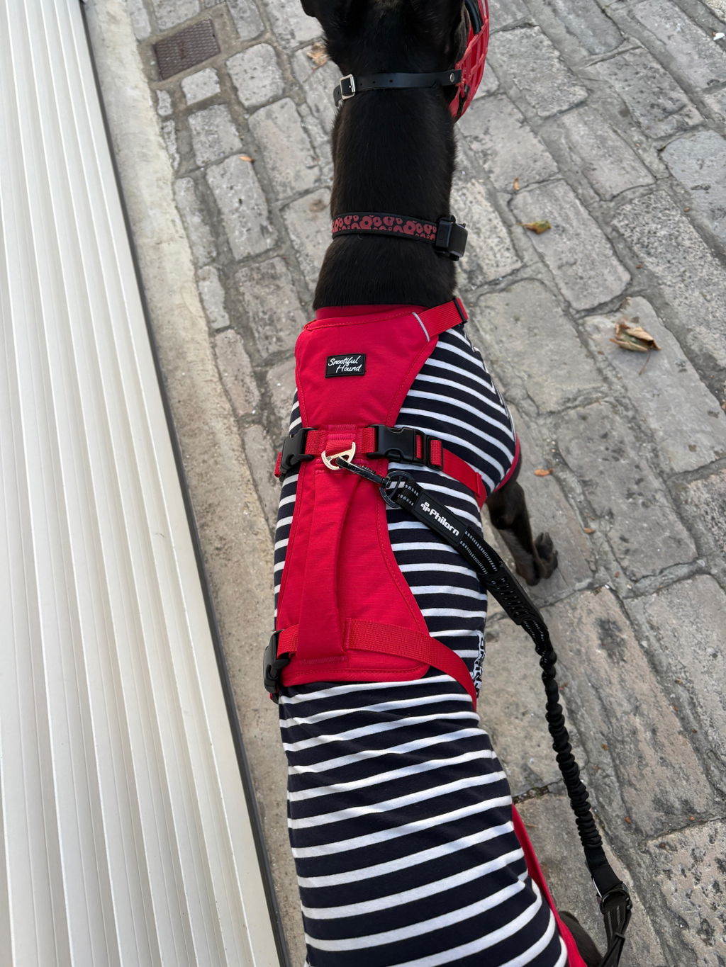 Lightweight Summer Harness for Sighthounds | Breathable, Comfortable & Escape Proof